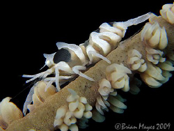 Whip Coral Shrimps (Dasycaris zanzibarica)......¸><((((º>... by Brian Mayes 
